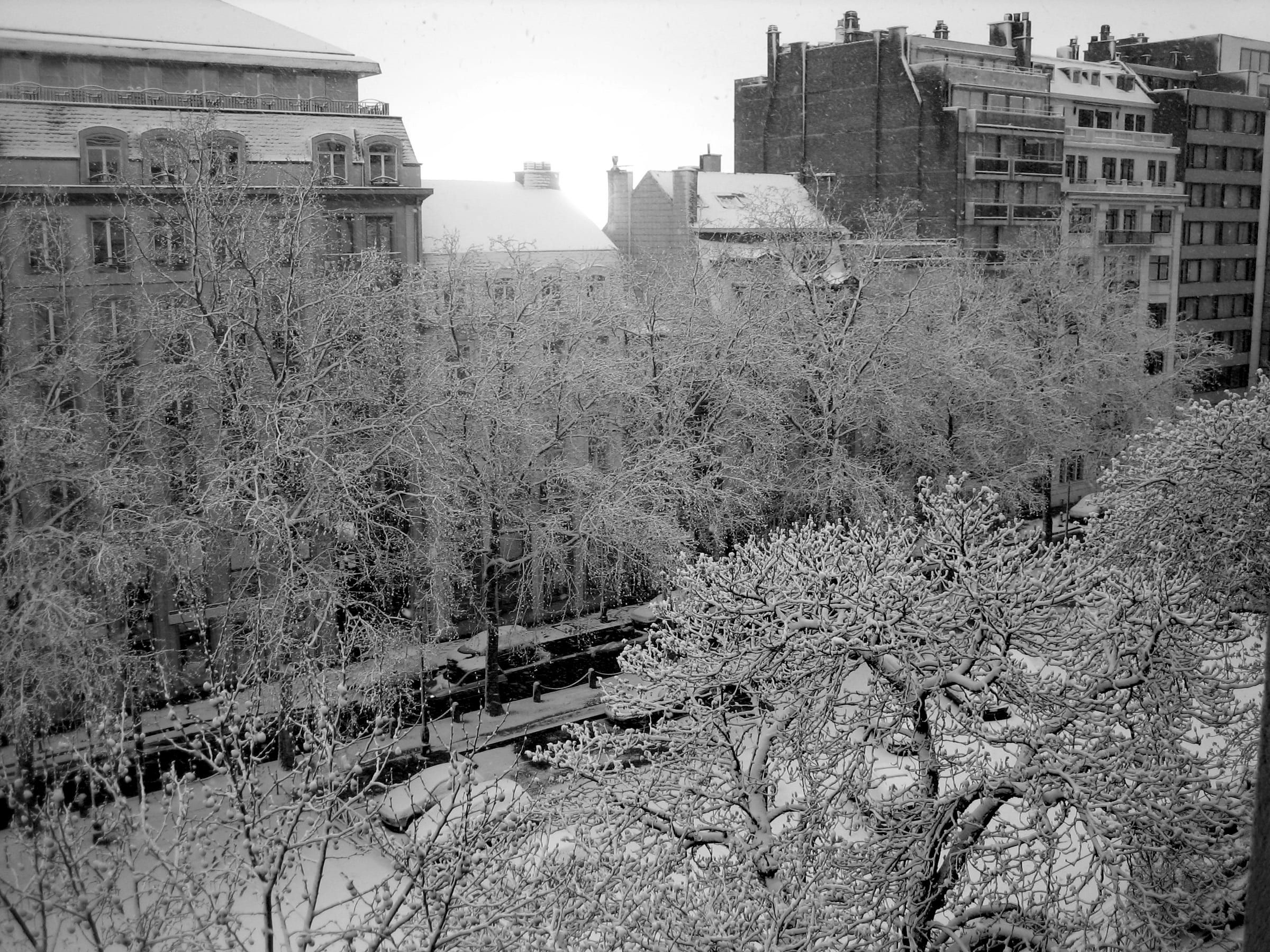L'avenue Louise à Bruxelles, bordée d'arbres